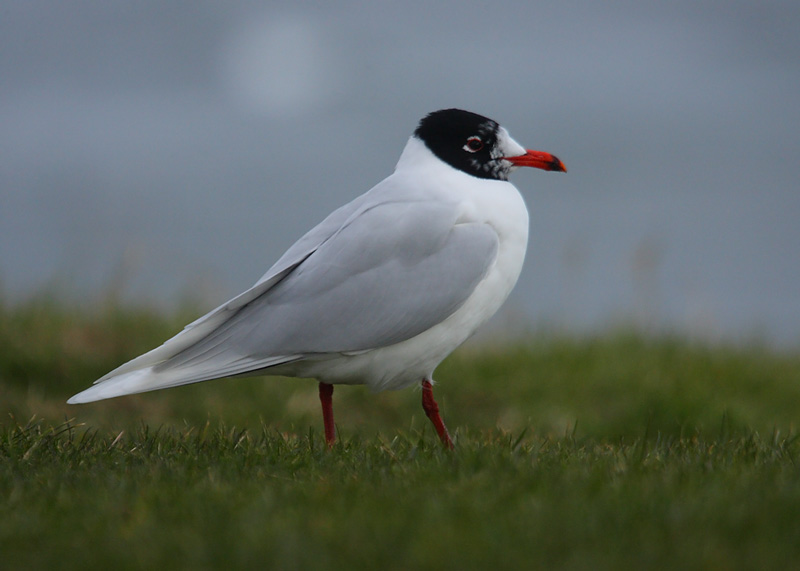 Med-Gull-adult-winter-89632465