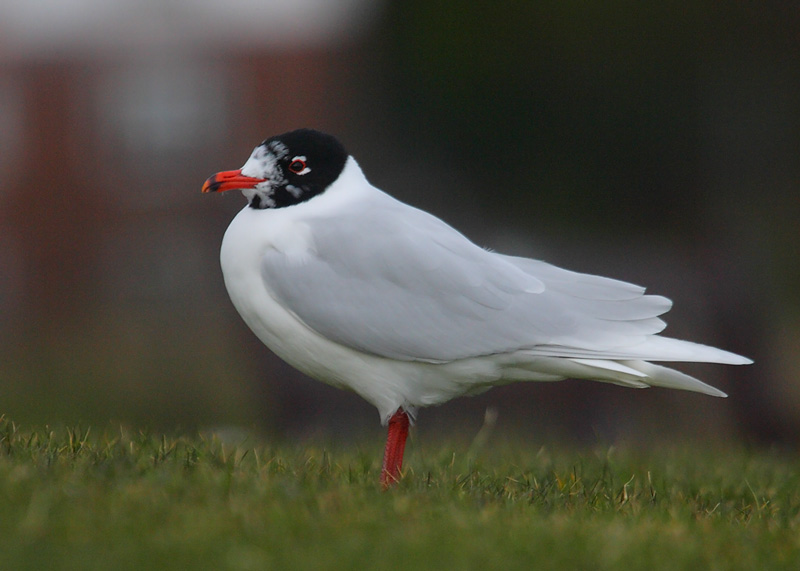 Med-Gull-adult-winter-89782461