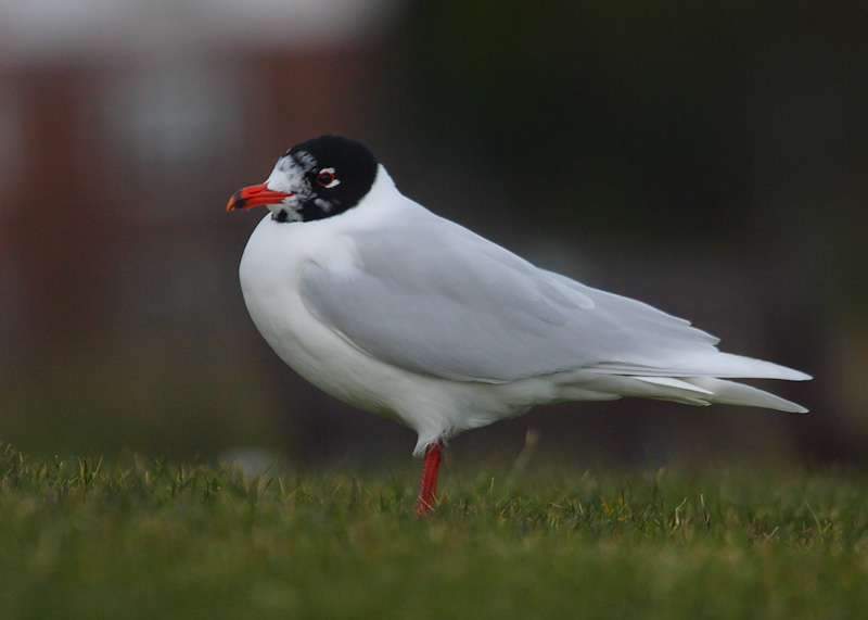 Med-Gull-adult-winter-89802462