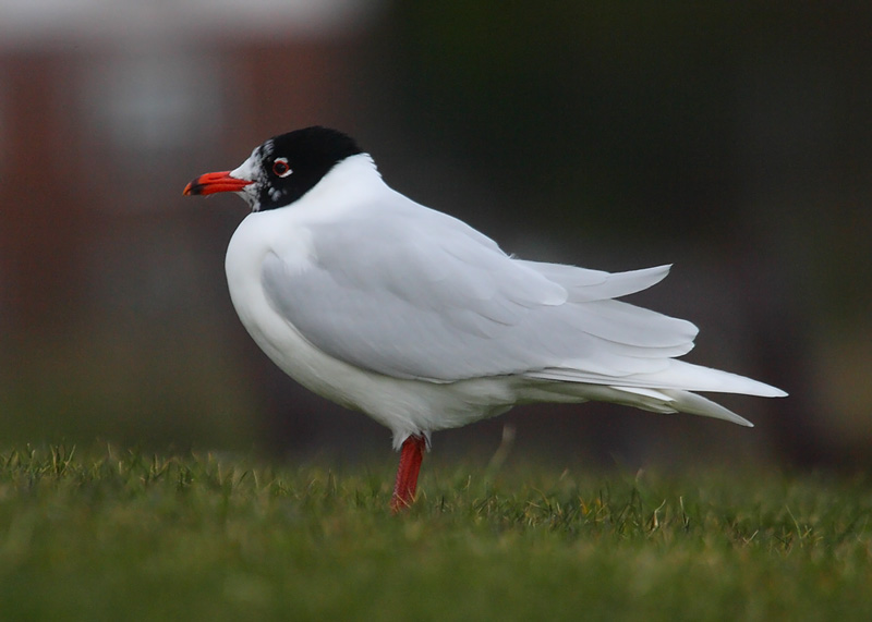 Med-Gull-adult-winter-89842463