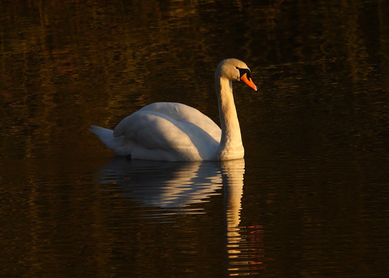Mute-Swan-88642416
