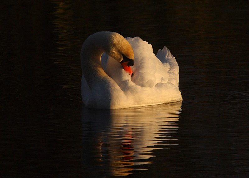 Mute-Swan-88692417