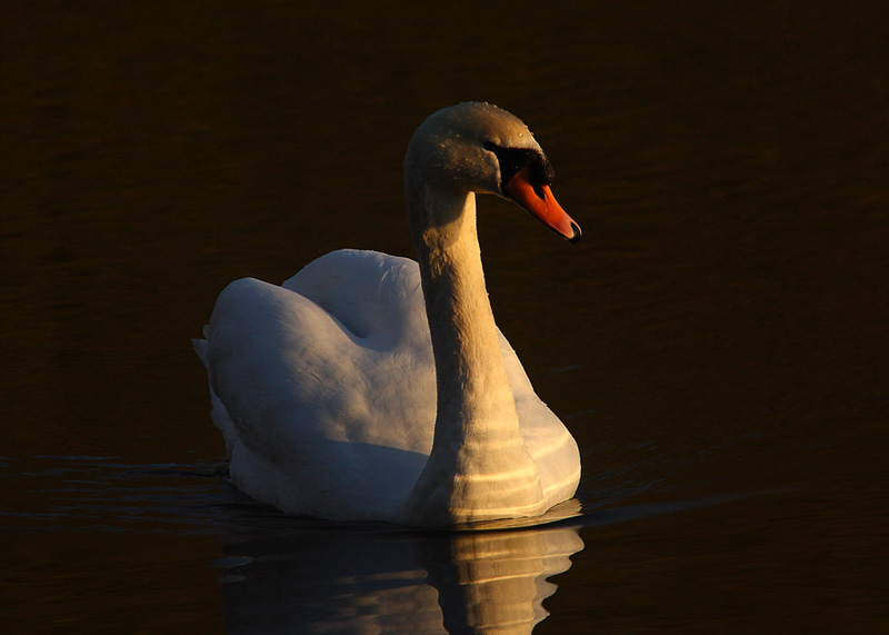 Mute-Swan-88722415