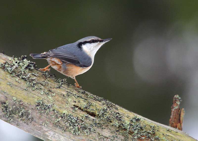 Nuthatch-81792375