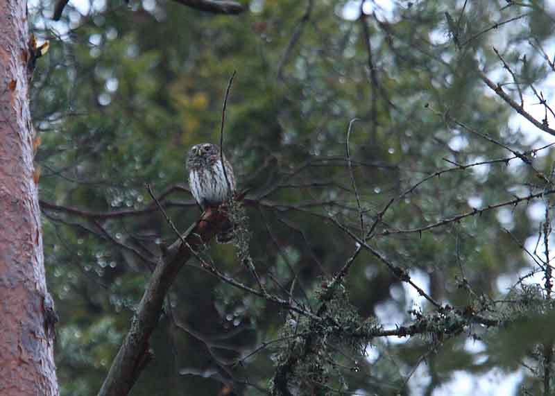 Pygmy-Owl-83412383