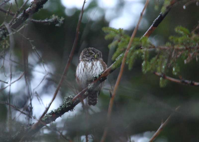 Pygmy-Owl-84172386