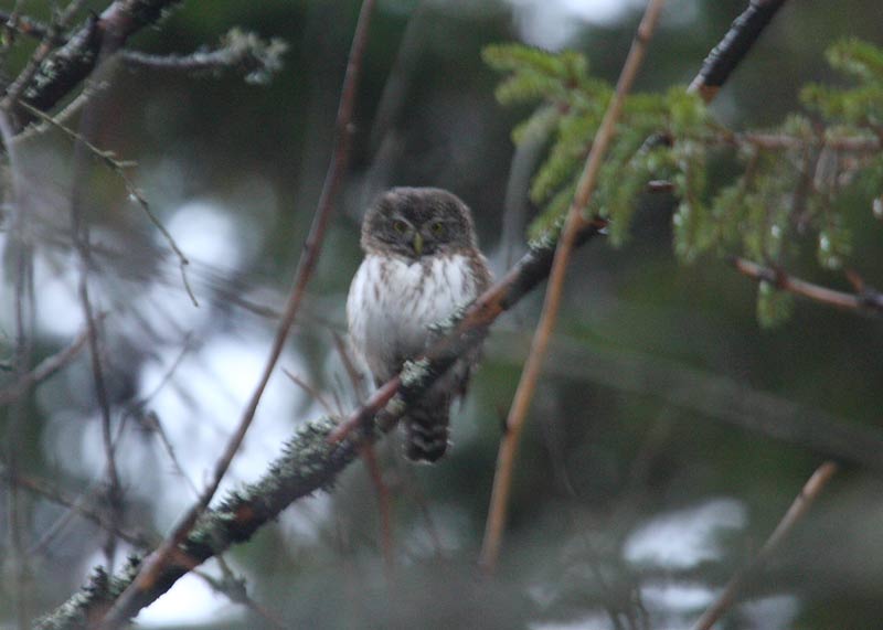 Pygmy-Owl-84252387