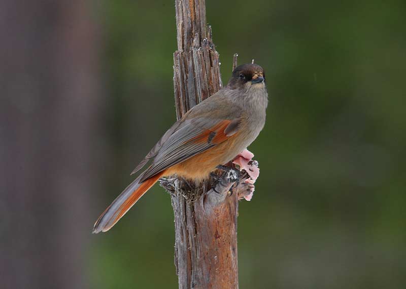 Siberian-Jay-77732362