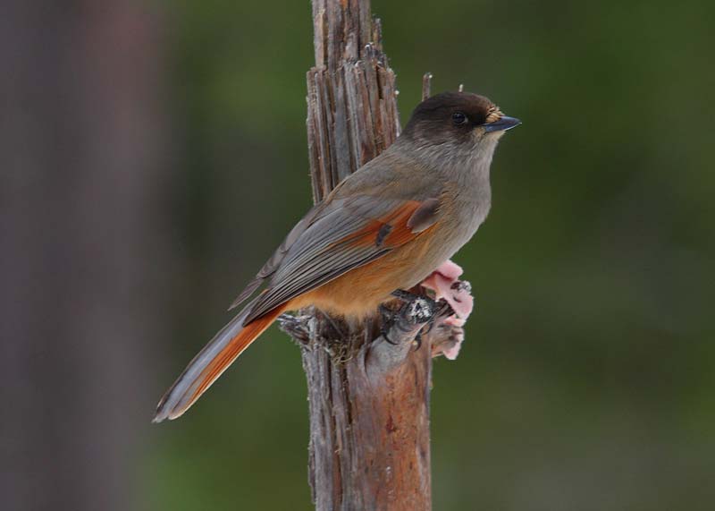 Siberian-Jay-77752363