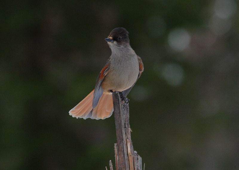Siberian-Jay-78992367