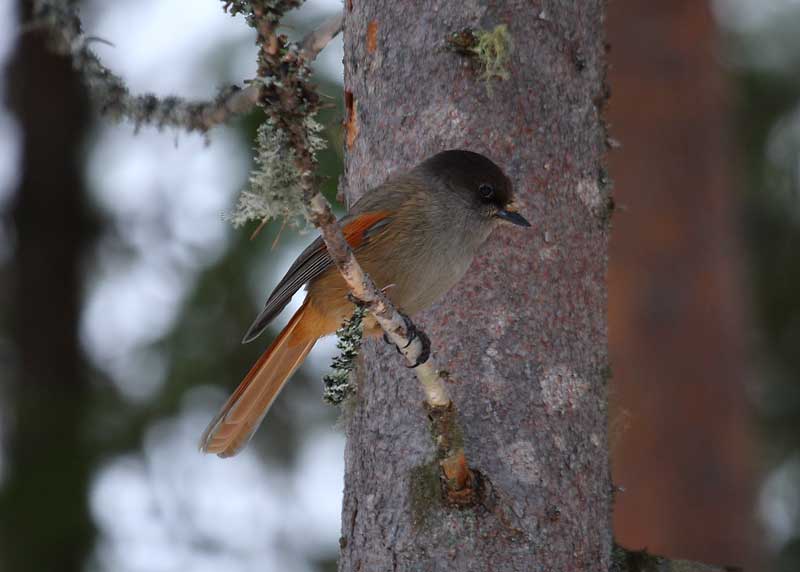 Siberian-Jay-79612372