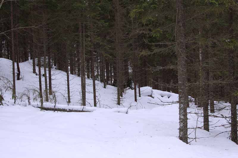 Siberian-Jay-country-90602330