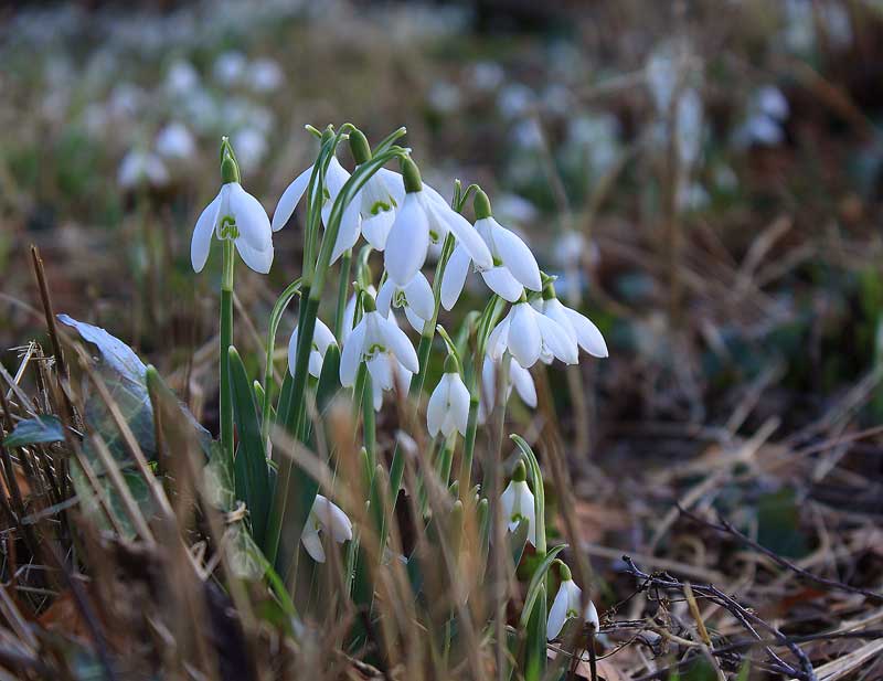Snowdrops-90972413
