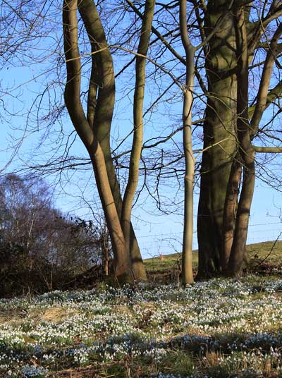 Snowdrops-91052411