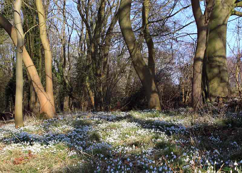 Snowdrops-91092410