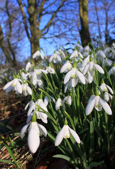 Snowdrops-91142407