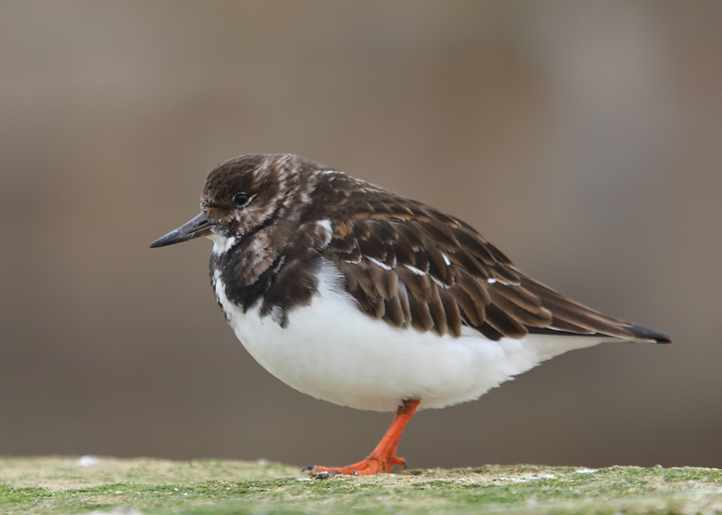 Turnstone-93922473