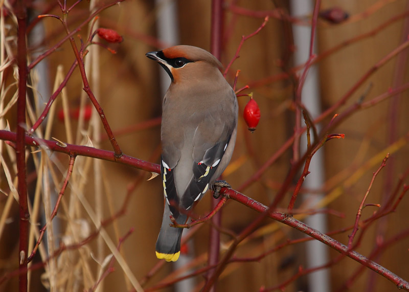 Waxwing-93012440