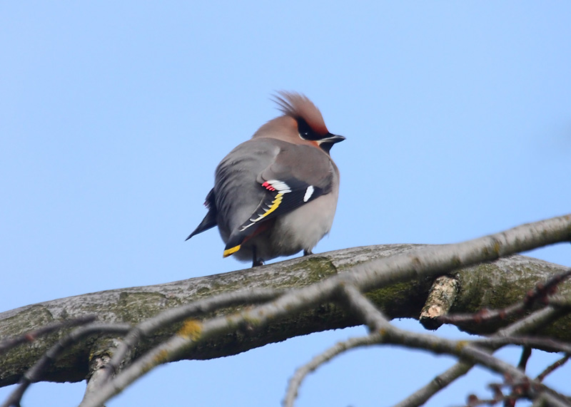 Waxwing-93302438