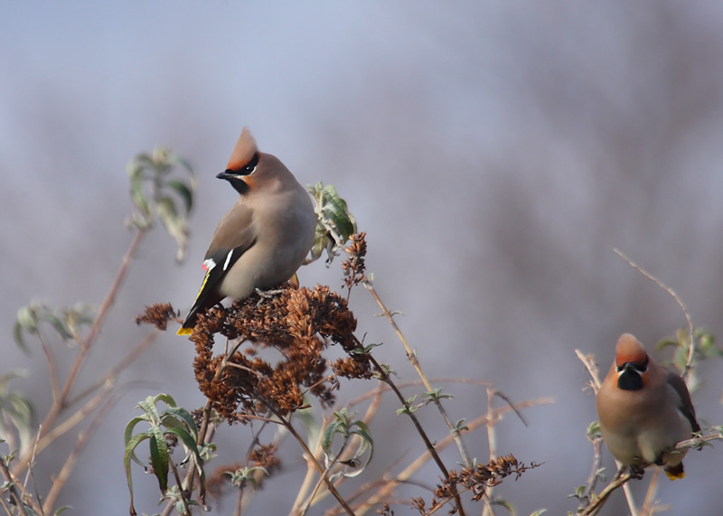 Waxwing-93322436