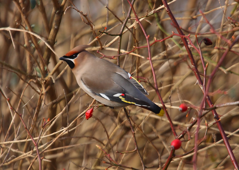 Waxwing-93482435