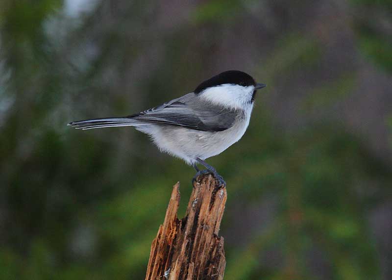 Willow-Tit-83212382
