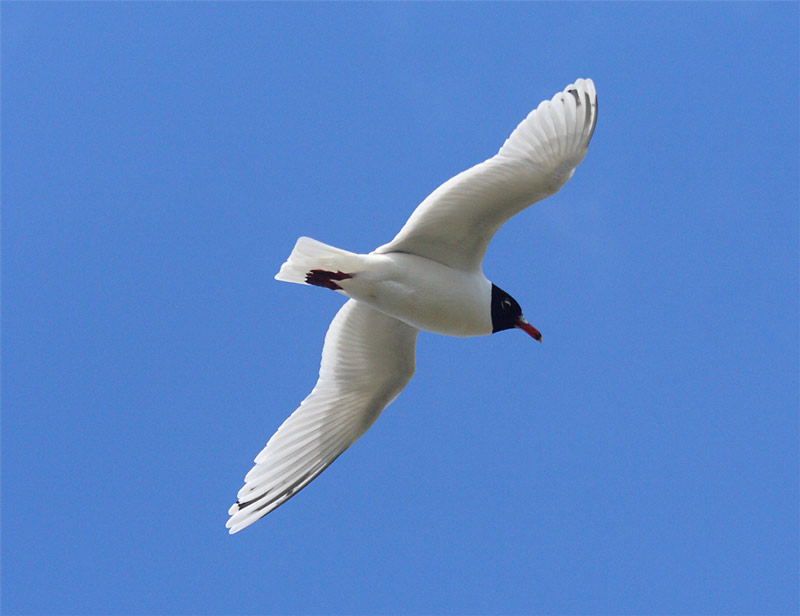 2nd-summer-Med-Gull-98762534