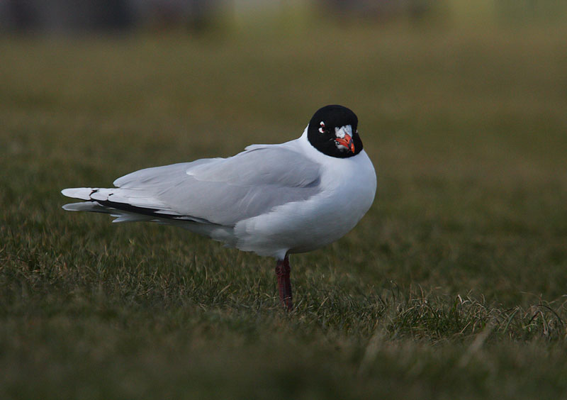 2nd-summer-Med-Gull-99342532
