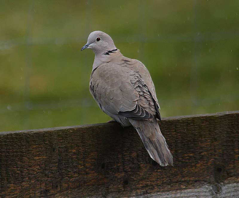 Collard-Dove95912491