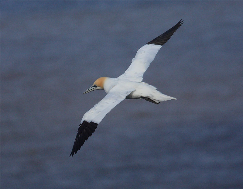 Gannet-01212552