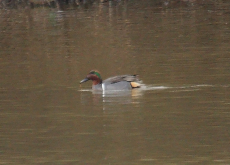 Green-winged-Teal-94712483