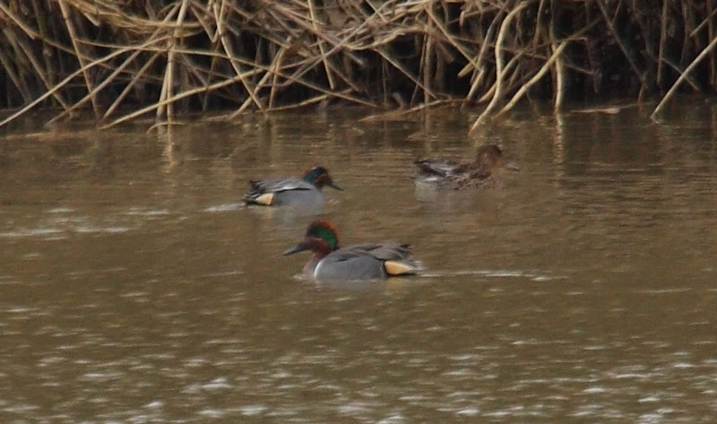 Green-winged-Teal-94852484