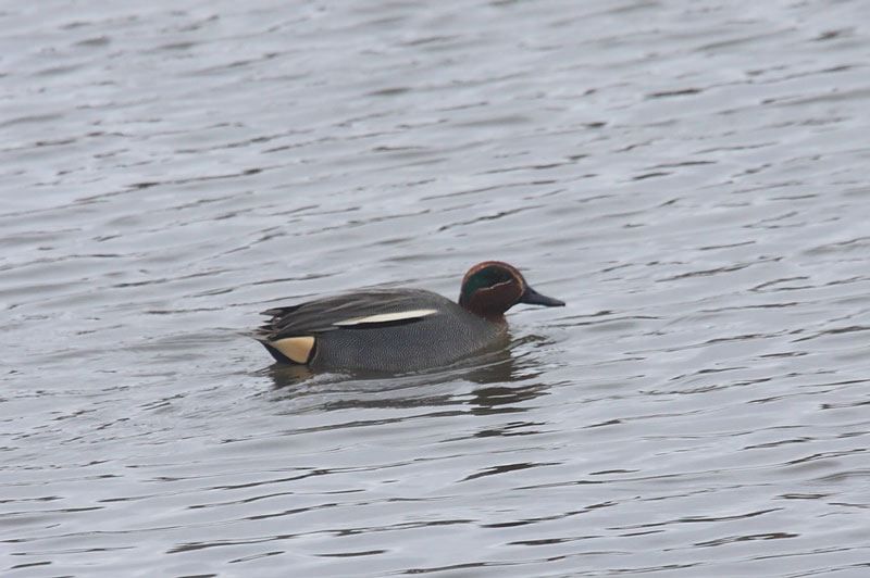Green-winged-Teal-95462486