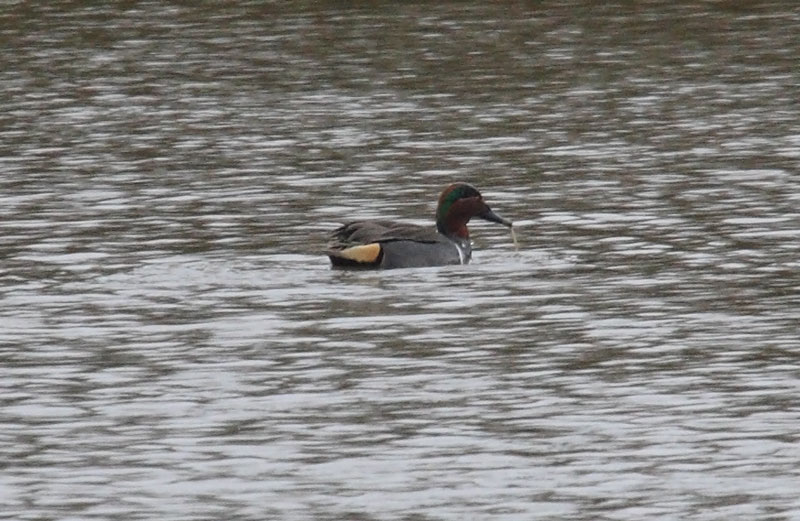 Green-winged-Teal-95552487