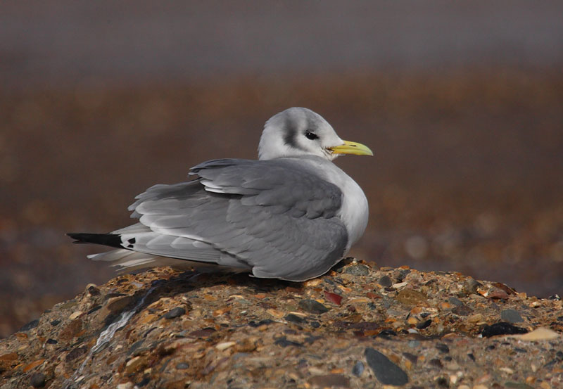 Kittiwake-2nd-summer97552542