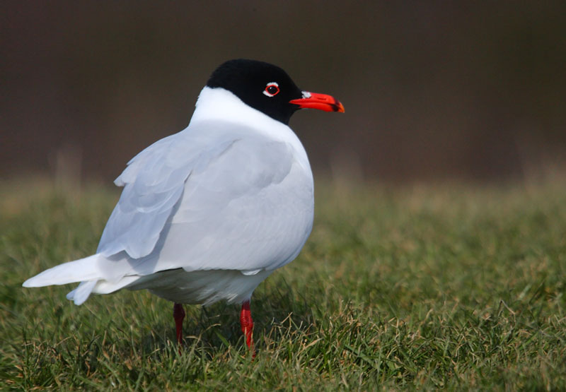 Med-Gull-98882520