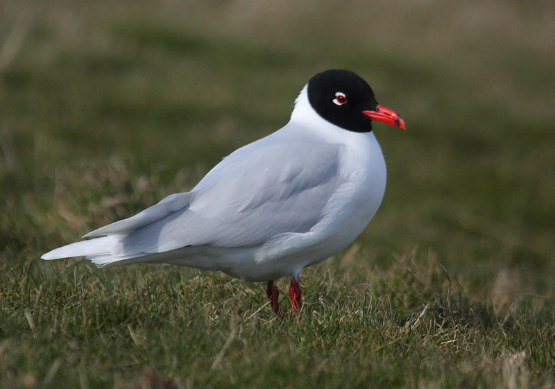 Med-Gull-98942523