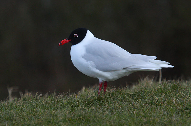 Med-Gull-99122527
