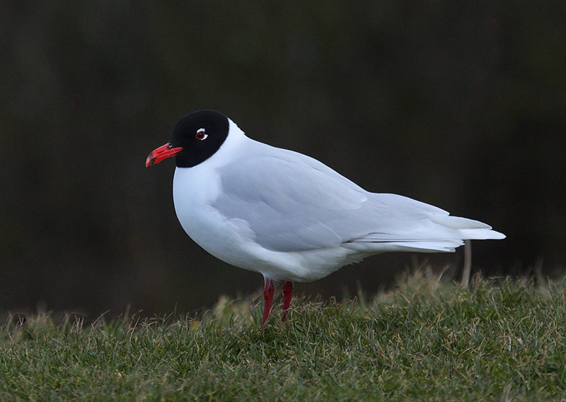 Med-Gull-99162528