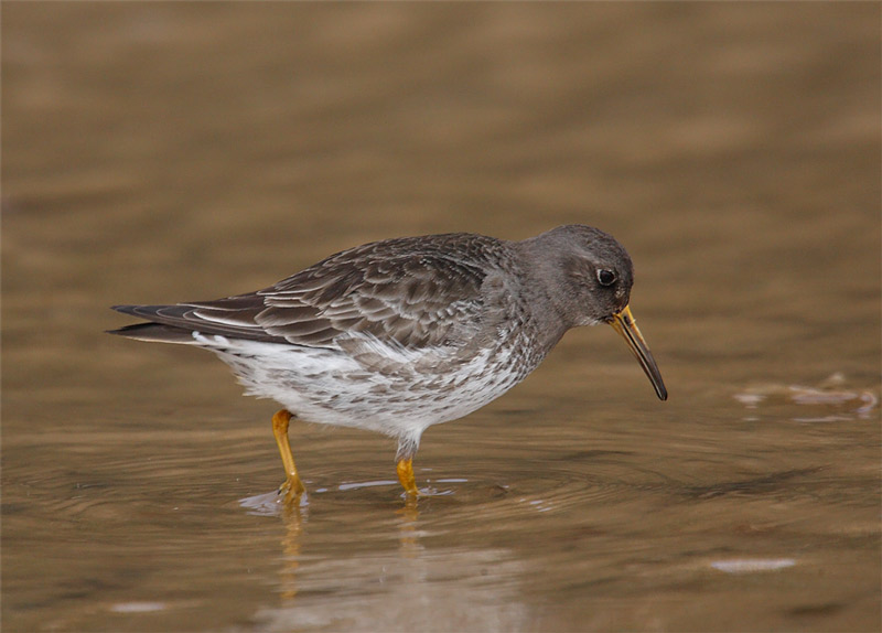 Purple-Sand-98222539