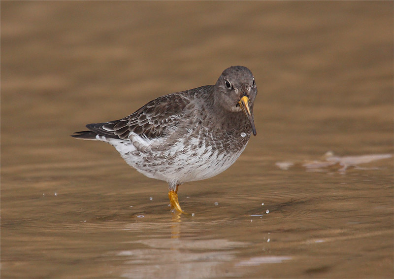 Purple-Sand-98242538