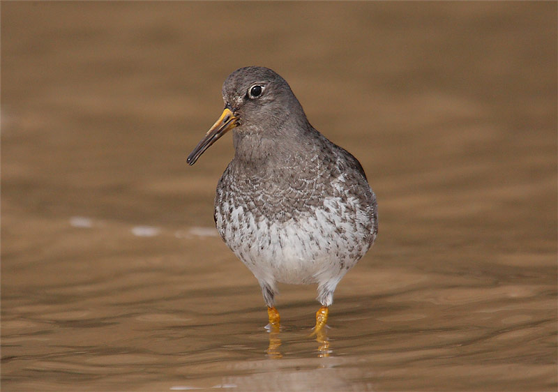 Purple-Sand-98302540