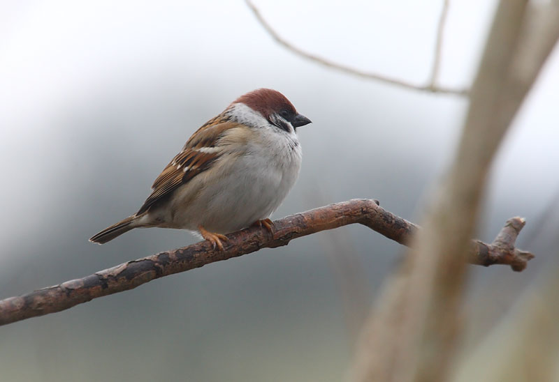Tree-Sparrow-96062495
