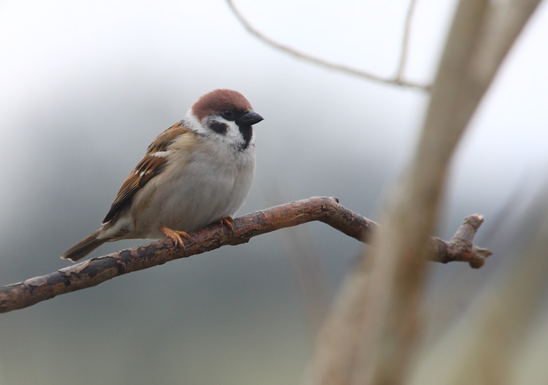 Tree-Sparrow-96072494