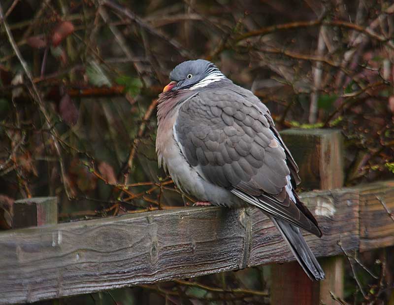 Wood-Pigeon95862490