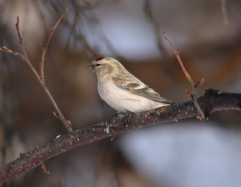 Arctic-Redpoll-30562613