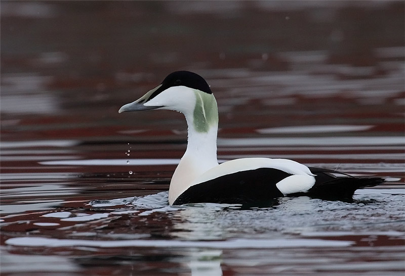 Common-Eider-95812587