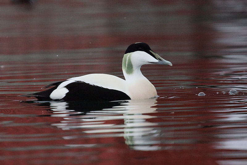 Common-Eider-95932591