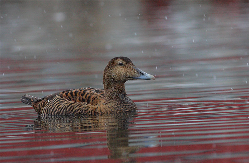 Common-Eider-female-11522649