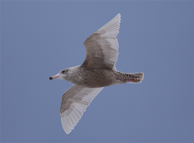Glaucous-Gull-22452634